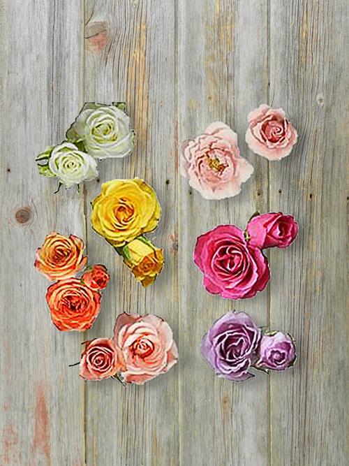 Wholesale Spray Roses Spring Pack Assorted Colors Combo Box Delivered